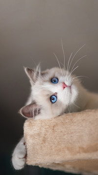 Inventory of Cute Cats 6