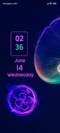 JellyFish