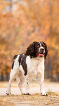 Hero Dog 68