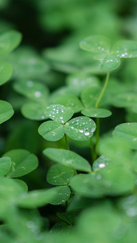 Clover after the rain