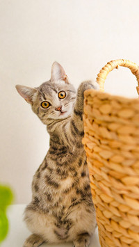 Fluffy gray kitten playing with a wicker basket at home