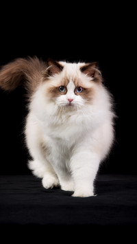 Puppet cats also fear pain 3