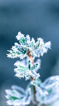 How beautiful is the snowflake 08