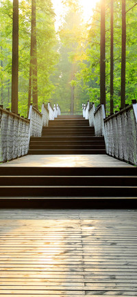 黄海森林美景壁纸-锐景创意