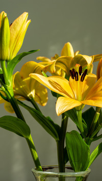 Pale yellow asian lily