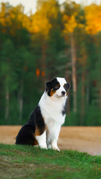 An Active Pet Standing By The Lake