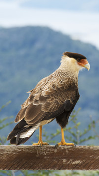 Colourful raptor on a wooden handrail overlooking a