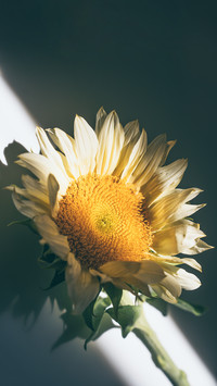 Close-up of a Yellow Sunflower Seen Through the Light