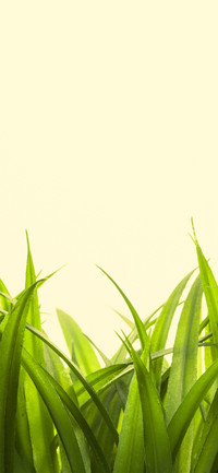 简约小清新绿色植物简单壁纸-锐景创意