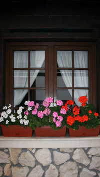 The flowers on the windowsill