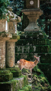 The deer on ruocao mountain