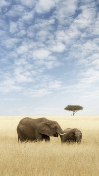 Elephants on Grassland