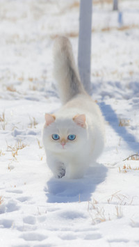 猫咪拱人说明什么