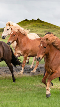 A wild herd of horses running on the island