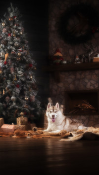 Cute pet-02