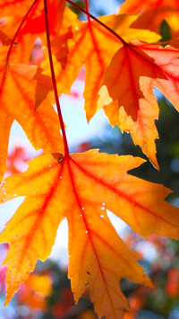 Autumn style