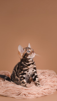打工人为何爱养猫