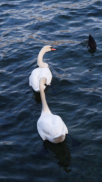 Swans in zurich are in the lake