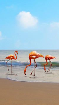 Beautiful and magical Flamingo 13