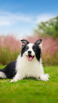 How did the ancients call dogs