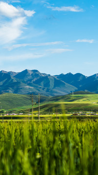 Qinghai menyuan rapeseed flower sea