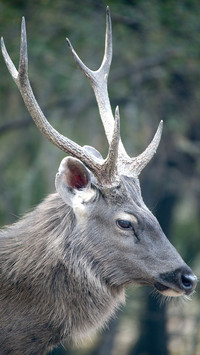 India-Deer