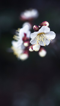 一枝梅花开一朵