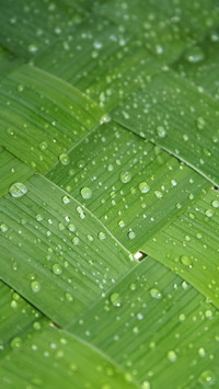 Green eye protection wallpaper