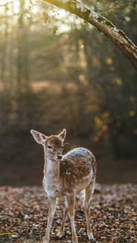 Deer (4)