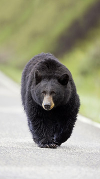 Brave mother black bear 64