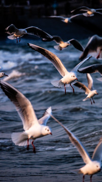 Seagulls over the lighthouse in Lianyungang