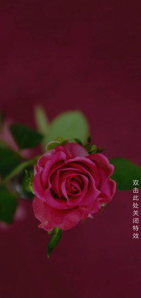 爱情花怒放