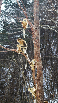 Will monkeys evolve again today