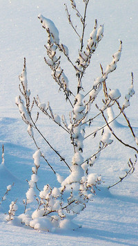 winter (9)