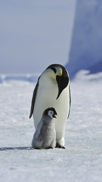 Baby Penguin with Parent
