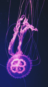 Underwater (2)