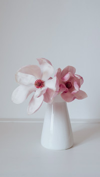 Beautiful fresh pastel pink magnolia flower in vase