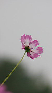 波斯菊-锐景创意