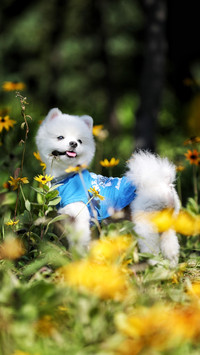 animal7