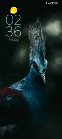 Victoria Pigeon
