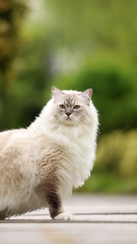 Cats dislike your actions 2