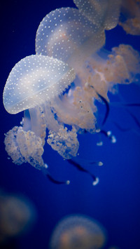 海洋生物-拍信图库