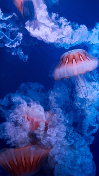 Jellyfish floating in the fish tank