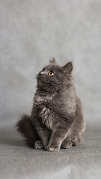 生活中与猫狗的羁绊