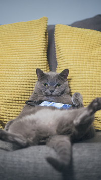Dont be lazy compared to meow star people