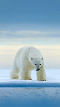 Polar Bear