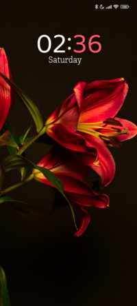 Scarlet Lily