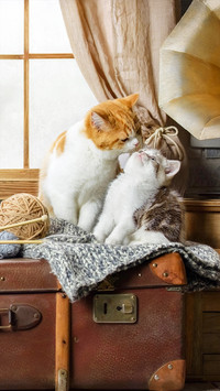 软萌小猫-拍信图库