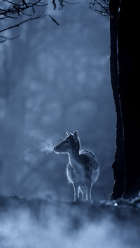 Deer at Night in Cold Forest