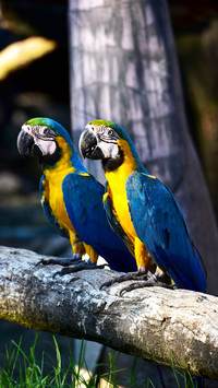Beautiful pair of Blue and yellow Macaw